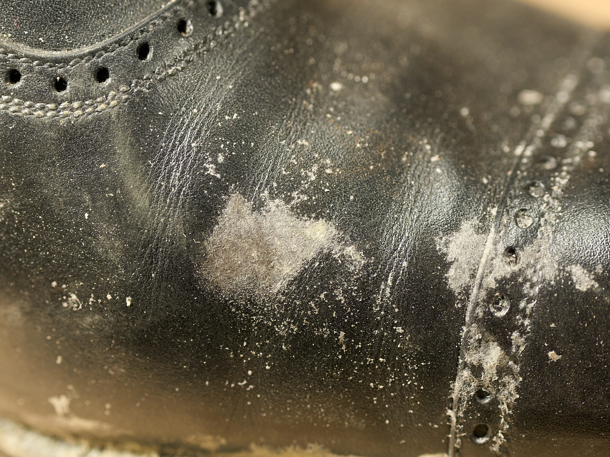 White mold dusting the surface of a worn black leather shoe