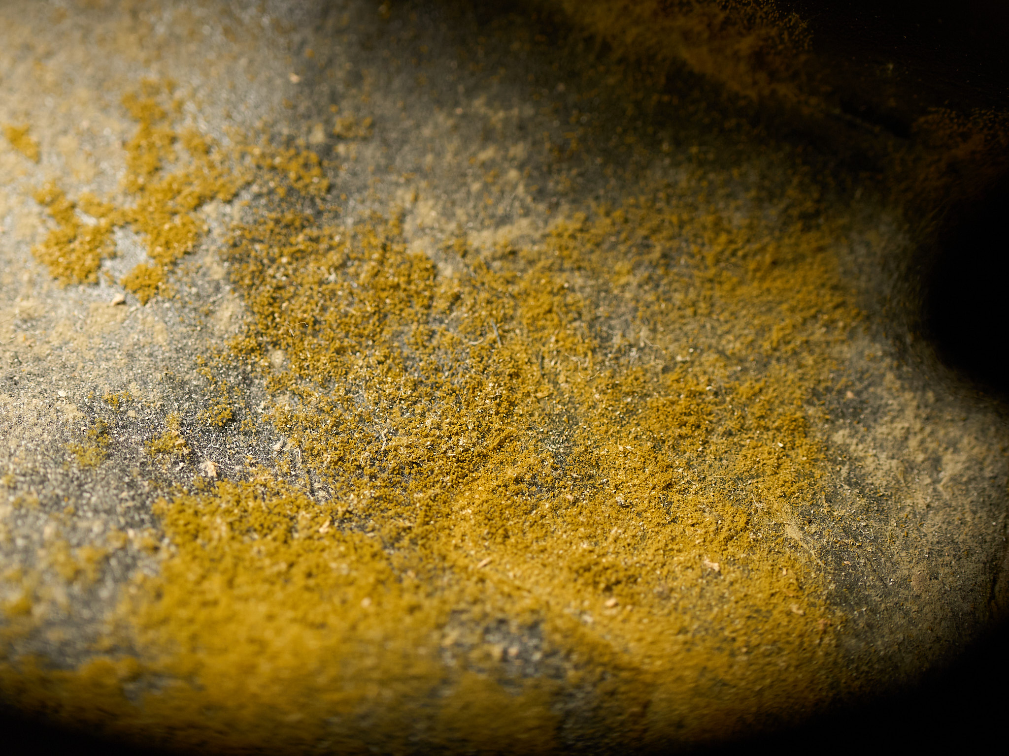 Green mold spores scattered across a leather surface